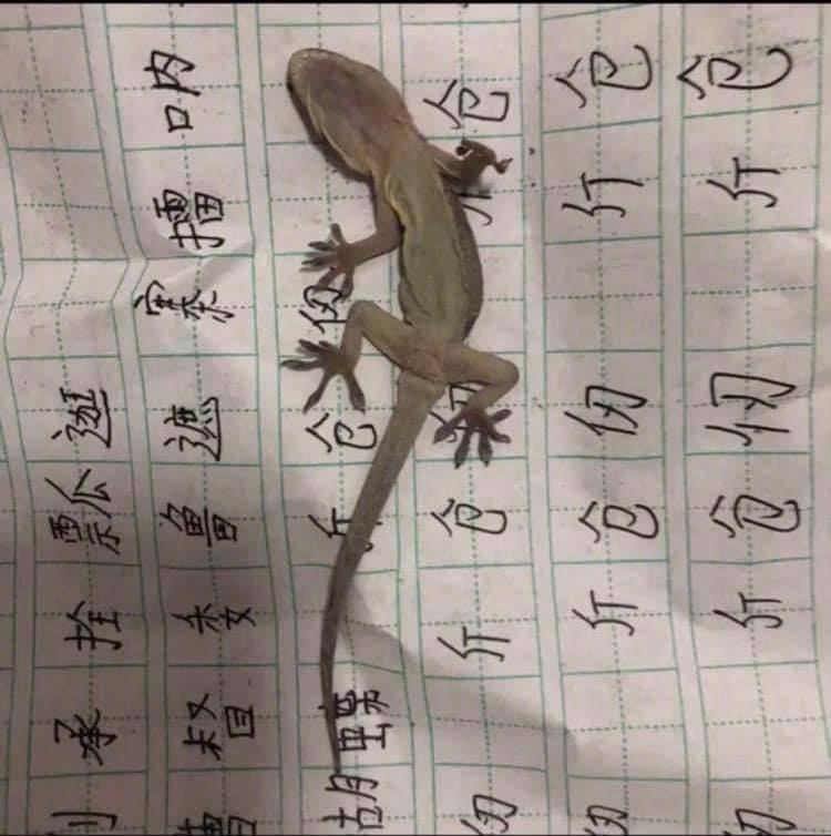 壓死的壁虎比馬強